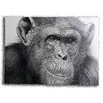 POSTCARD CHIMP